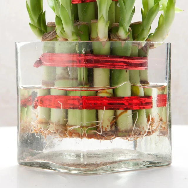 My Gifts Tree Bringing Good Lucky to Layer Bamboo Plant