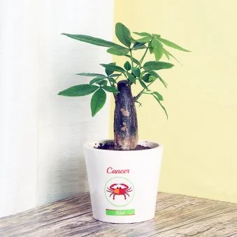 My Gifts Tree Cancer Pachira Money Tree