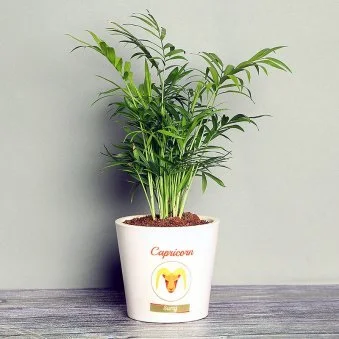 My Gifts Tree Capricorn Chamaedorea Plant