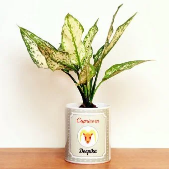 My Gifts Tree Capricorn Silver Aglaonema Plant