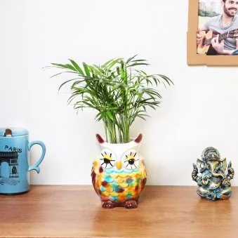 My Gifts Tree Chamaedorea Palm Plant in Owl Pot