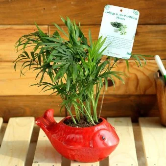 My Gifts Tree Chemendorea Fish Vase
