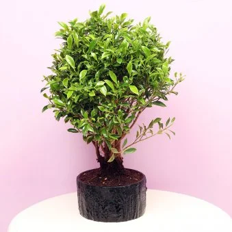 My Gifts Tree Chinese Banyan Bonsai