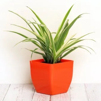 My Gifts Tree Chlorophytum Plant