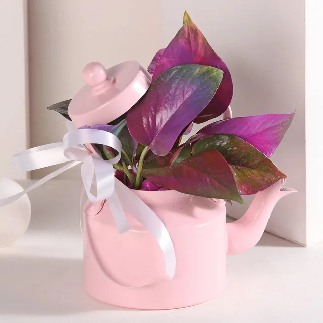 My Gifts Tree Colourful Money Plant Medly in Pink Kattle