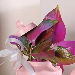 My Gifts Tree Colourful Money Plant Medly in Pink Kattle