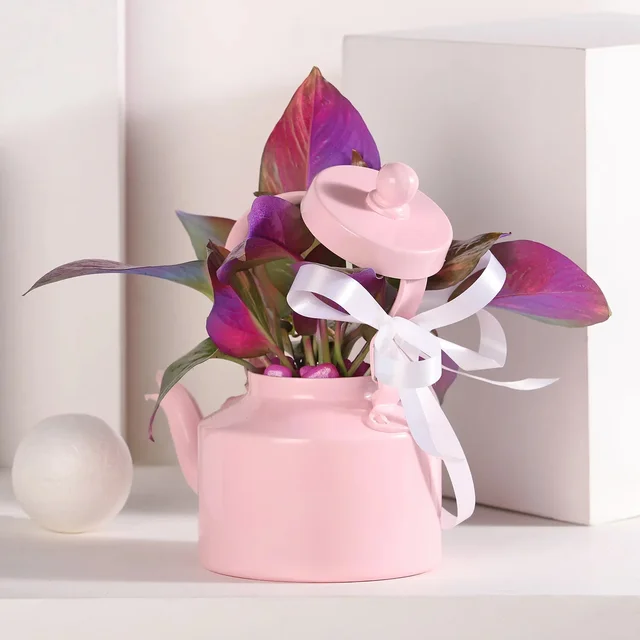 My Gifts Tree Colourful Money Plant Medly in Pink Kattle