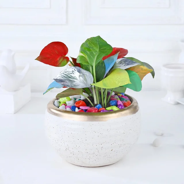My Gifts Tree Colourstrust Money Plant Symphony