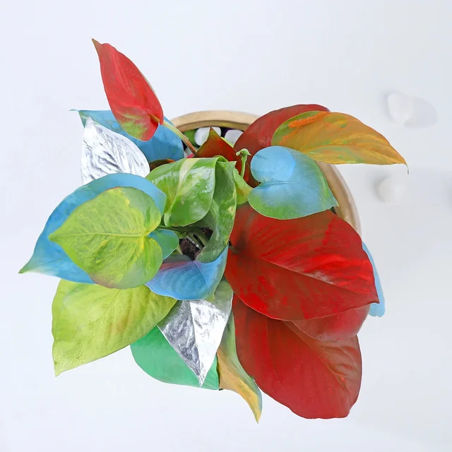 My Gifts Tree Colourstrust Money Plant Symphony