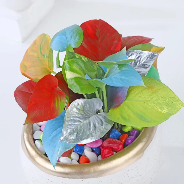 My Gifts Tree Colourstrust Money Plant Symphony