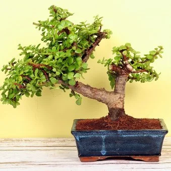 My Gifts Tree Cool Jade Bonsai Plant