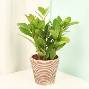 My Gifts Tree Excuisite Zamia Dwarf Plant