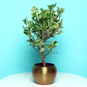 My Gifts Tree Exotic Ficus Triangulaires Plant