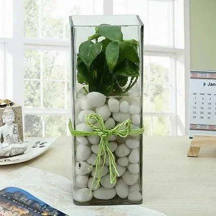 My Gifts Tree Fashionable Money Plant Terrarium