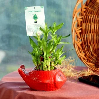 My Gifts Tree Fish Pot Lucky Bamboo
