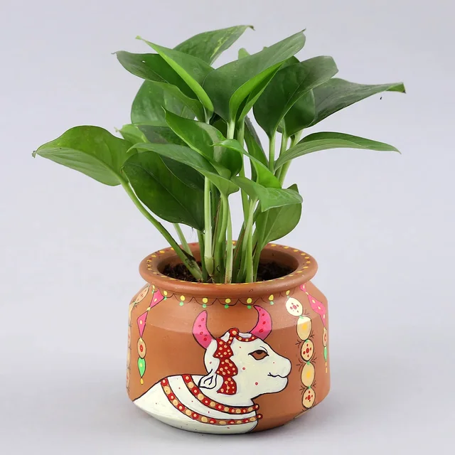 My Gifts Tree Foliage Money Plant in a White Pot
