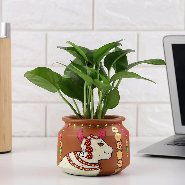My Gifts Tree Foliage Money Plant in a White Pot
