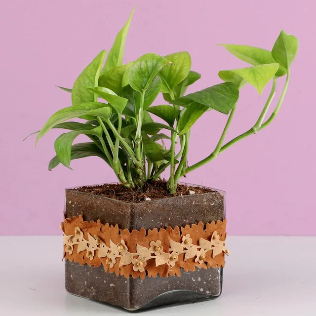 My Gifts Tree Gold King Money Plant in Squre Glass Pot Wi