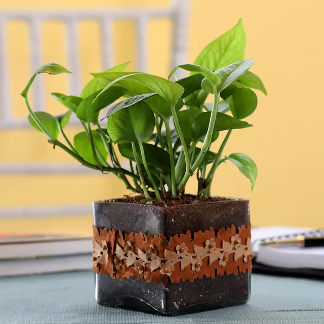 My Gifts Tree Gold King Money Plant in Squre Glass Pot Wi