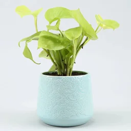 My Gifts Tree Golden Money Plant in Blue Flower Desi