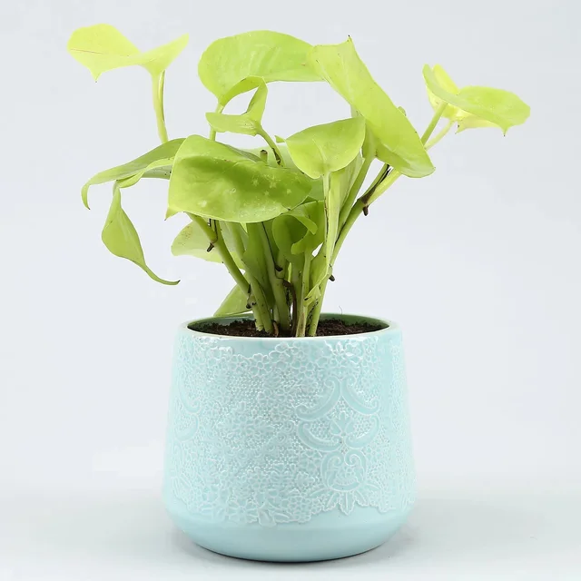 My Gifts Tree Golden Money Plant in Blue Flower Desi