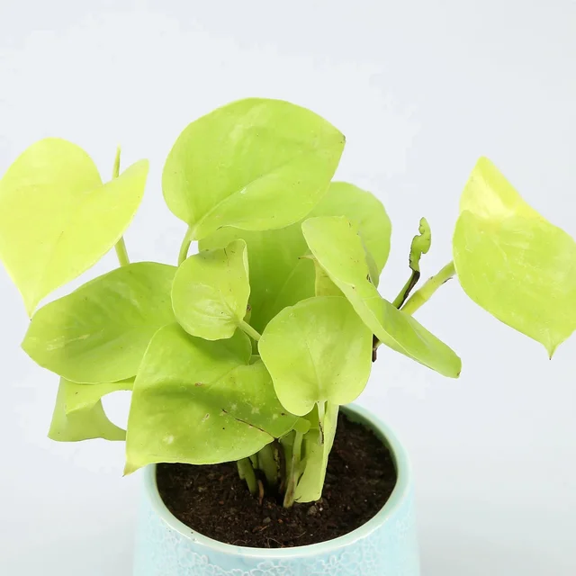 My Gifts Tree Golden Money Plant in Blue Flower Desi