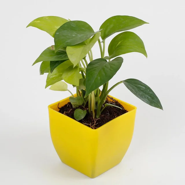 My Gifts Tree Golden Money Plant in Yellow Pot