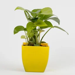 My Gifts Tree Golden Money Plant in Yellow Pot