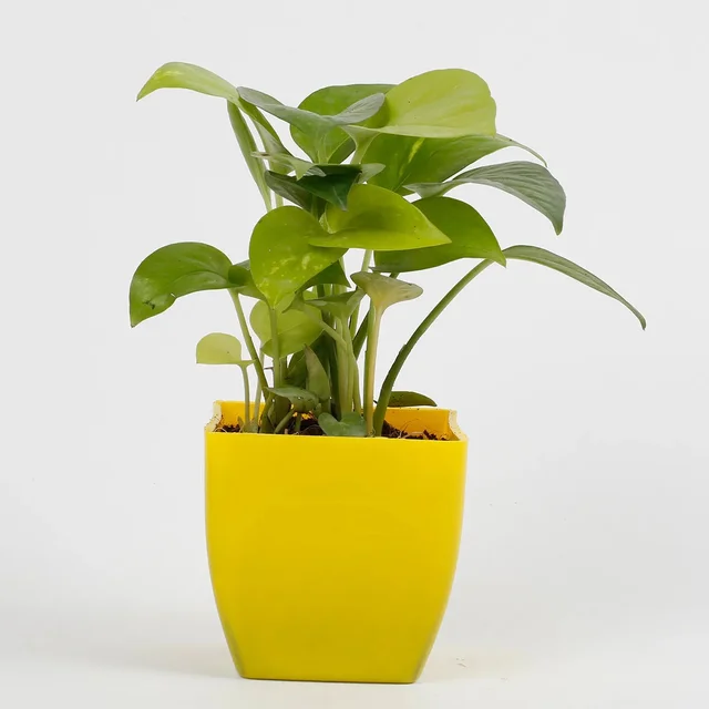 My Gifts Tree Golden Money Plant in Yellow Pot
