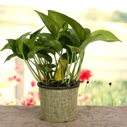 My Gifts Tree Growing in 20×7 Money Plant