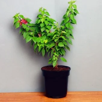 My Gifts Tree Incredibly Beautiful Bouganvillea Plant