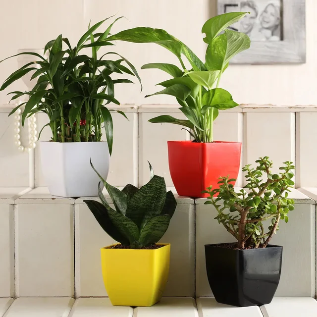 My Gifts Tree Jade, Bamboo, Sansevieria, Money Plant Set