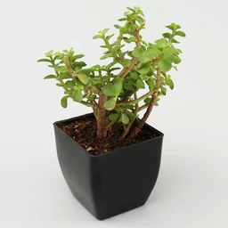 My Gifts Tree Jade, Bamboo, Sansevieria, Money Plant Set