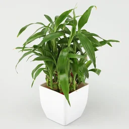 My Gifts Tree Jade, Bamboo, Sansevieria, Money Plant Set