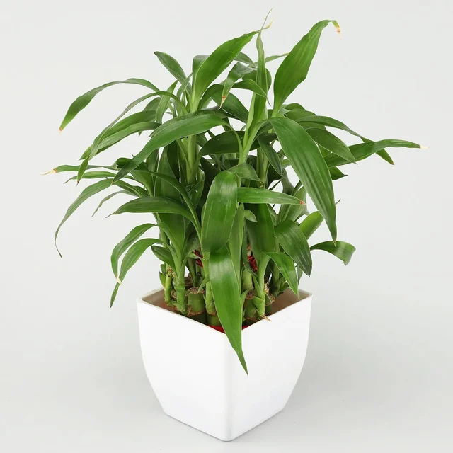 My Gifts Tree Jade, Bamboo, Sansevieria, Money Plant Set