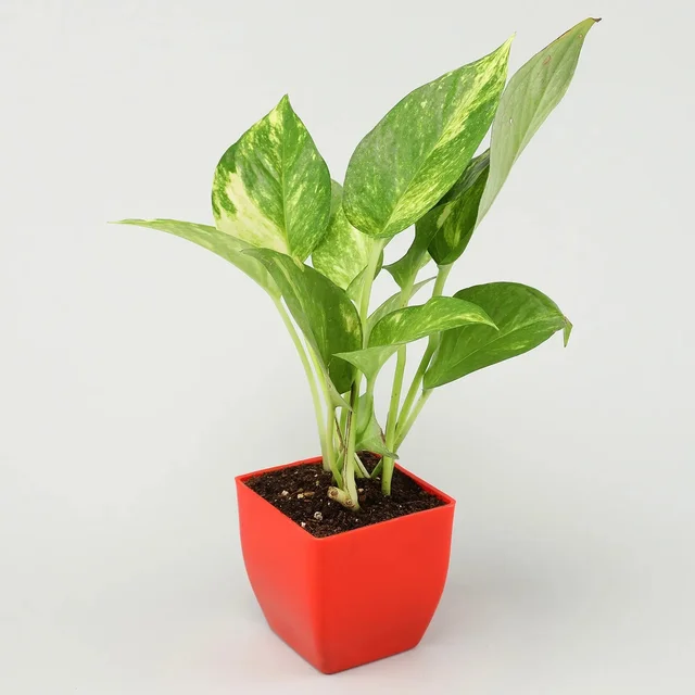 My Gifts Tree Jade, Bamboo, Sansevieria, Money Plant Set