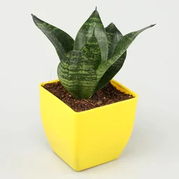 My Gifts Tree Jade, Bamboo, Sansevieria, Money Plant Set