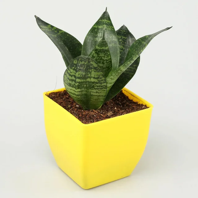 My Gifts Tree Jade, Bamboo, Sansevieria, Money Plant Set
