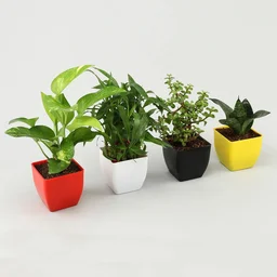 My Gifts Tree Jade, Bamboo, Sansevieria, Money Plant Set