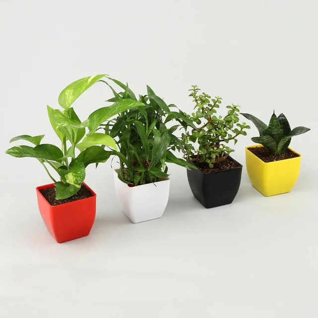 My Gifts Tree Jade, Bamboo, Sansevieria, Money Plant Set