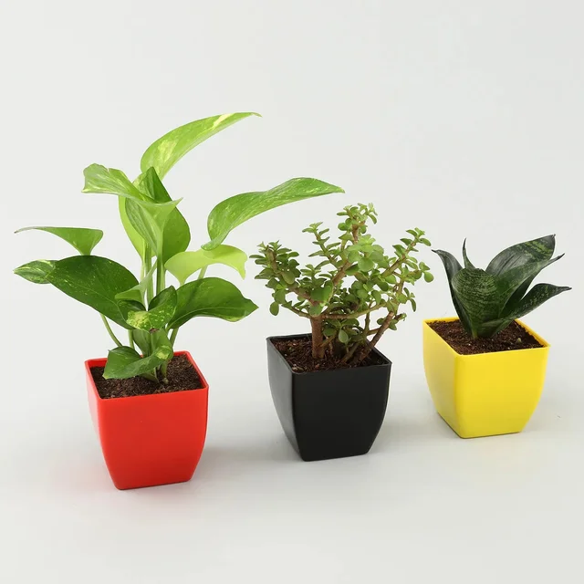 Jade, Money & Sansevieria Plant Set