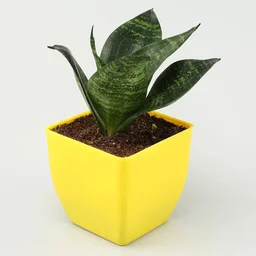 Jade, Money & Sansevieria Plant Set