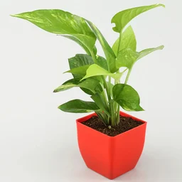 Jade, Money & Sansevieria Plant Set