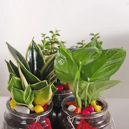My Gifts Tree Jar of Green Gems Money Milt & Jade