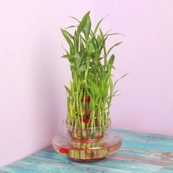 My Gifts Tree Lucky Bamboo