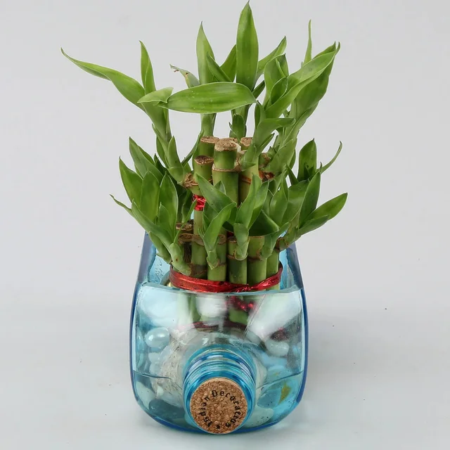 My Gifts Tree Lucky Bamboo Bombay Sapphire Bottle Plant