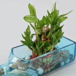 My Gifts Tree Lucky Bamboo Bombay Sapphire Bottle Plant