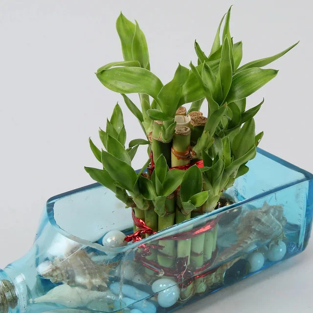 My Gifts Tree Lucky Bamboo Bombay Sapphire Bottle Plant