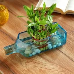 My Gifts Tree Lucky Bamboo Bombay Sapphire Bottle Plant