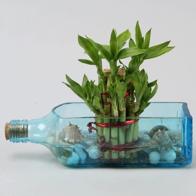 My Gifts Tree Lucky Bamboo Bombay Sapphire Bottle Plant